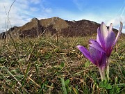 50 Colchico d'autunno (Colchicum autumnale)